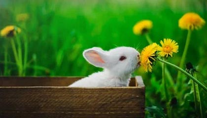 乐鱼体育官网——开启专业与娱乐并存的在线体育体验